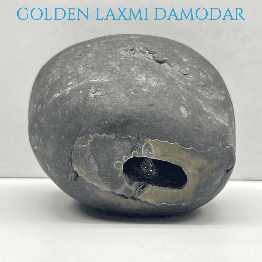 Golden Laxmi Damodar Shaligram