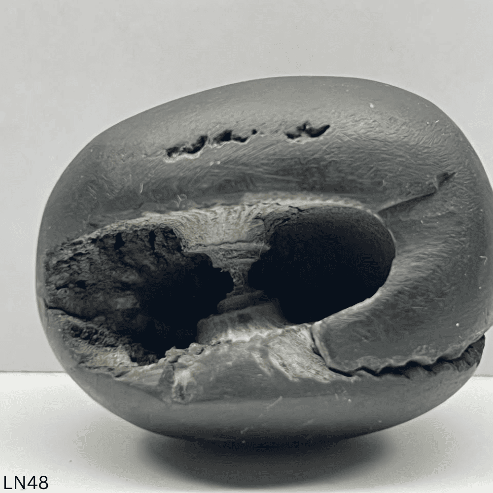 Laxmi Narsimha Shaligram (LN48-2INCH/80GM)