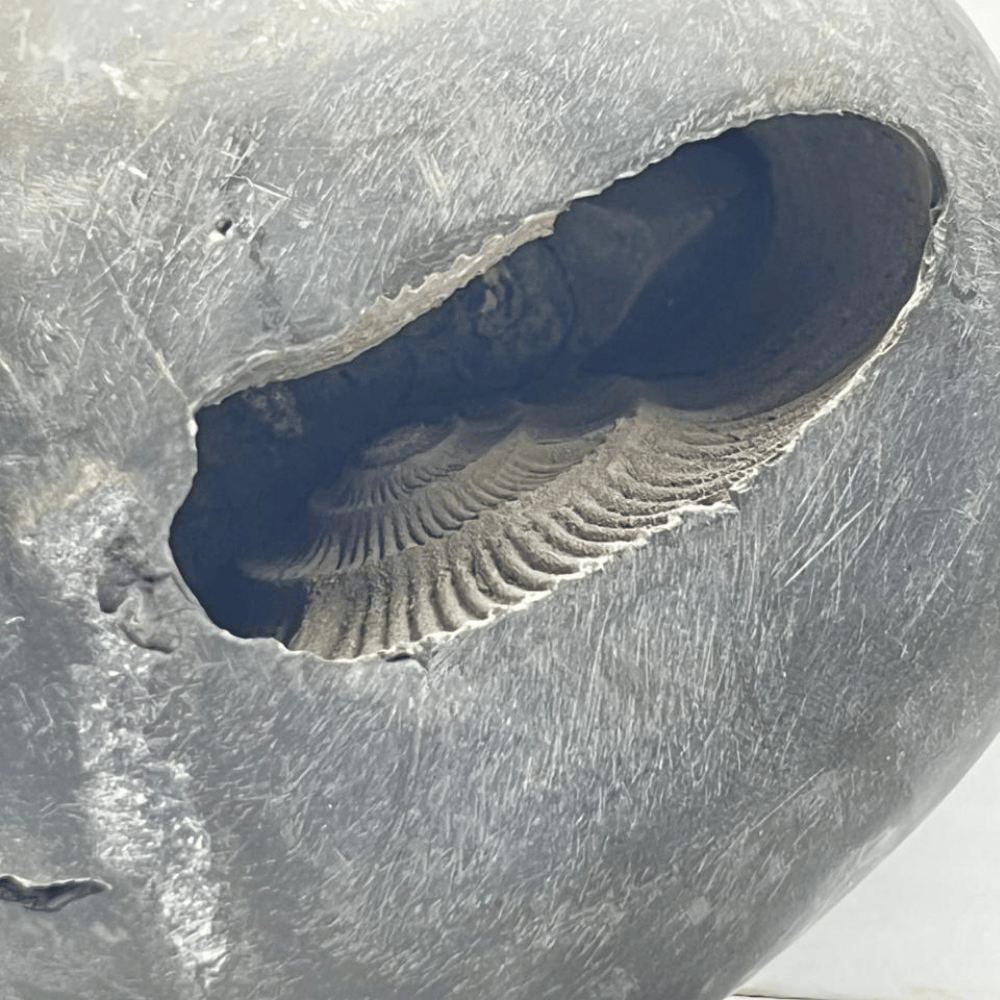 Big Laxmi Narsimha Shaligram