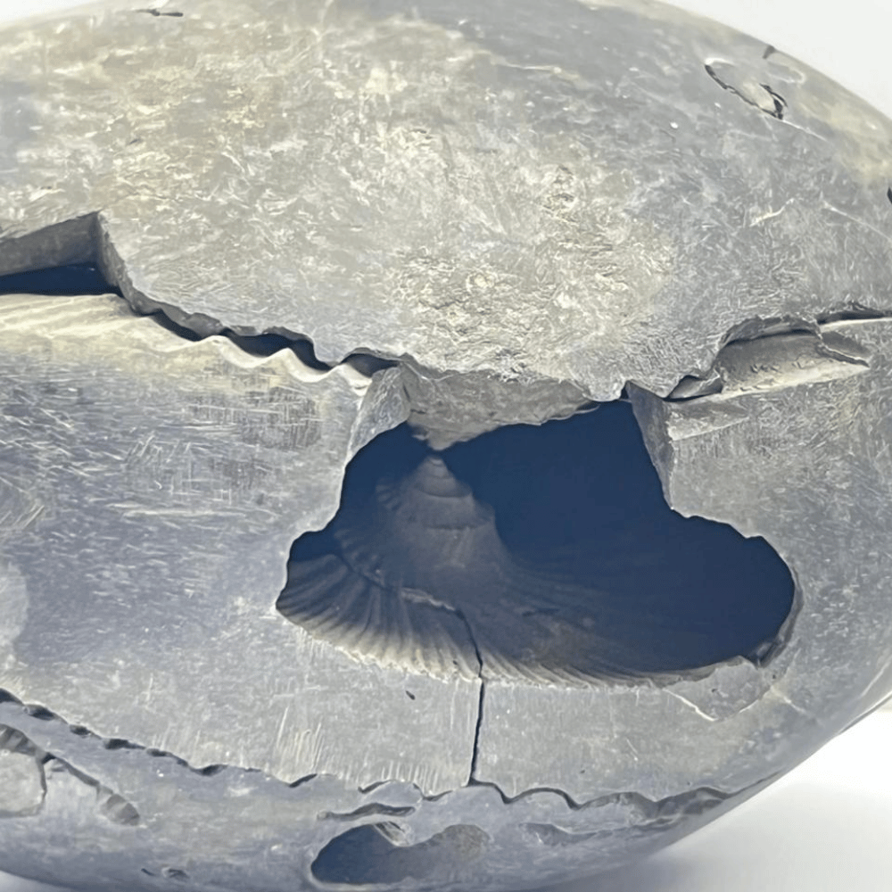 Tilakdhaari Laxmi Narayana