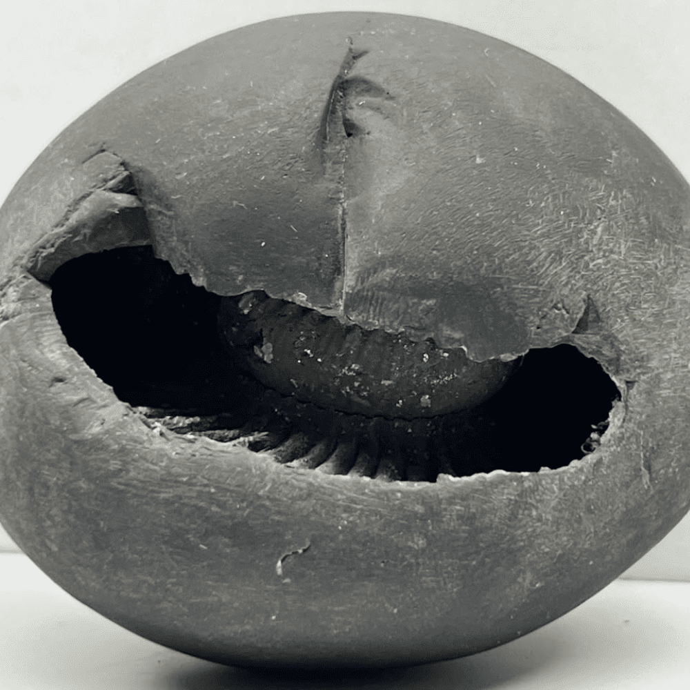 Shesh Vishnu Shaligram LN115(3.5inch/485gm)