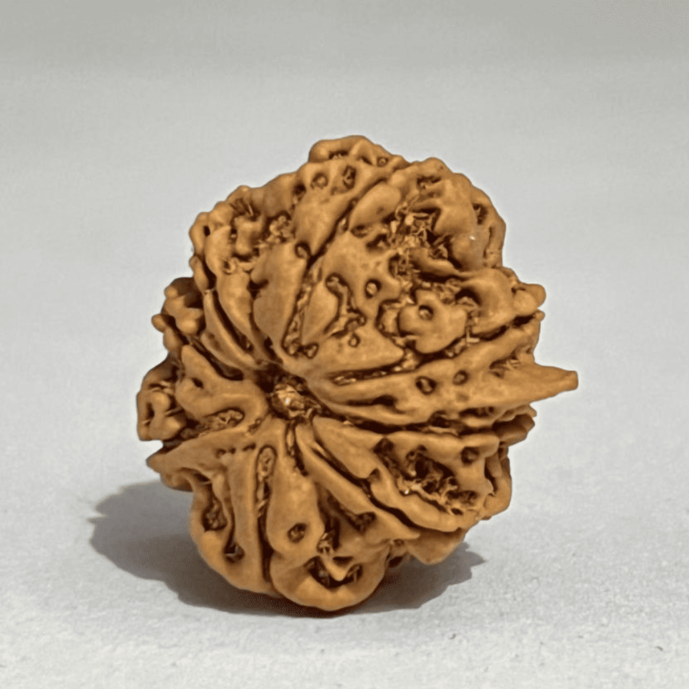 8 Mukhi Ganesh Rudraksha (25.10mm/4.426gm)