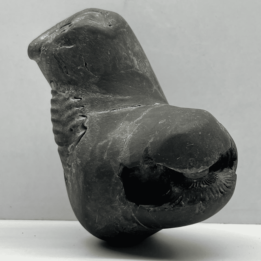 Panchmukhi Mahavishnu Shaligram 5Chakras M18(4inch/430gm)
