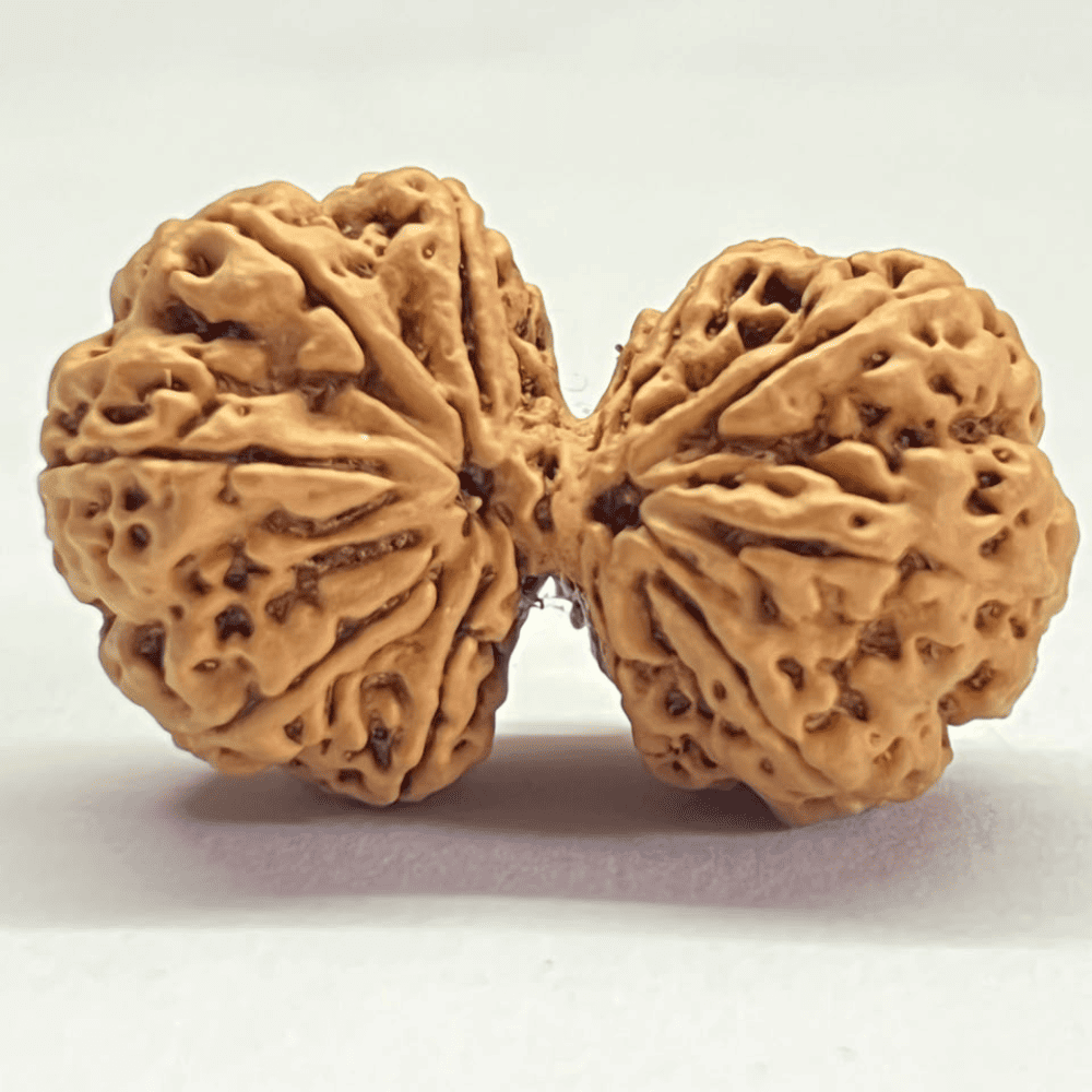 10 Mukhi Gauri Shankar Rudraksha (39.21mm/7.777gm)