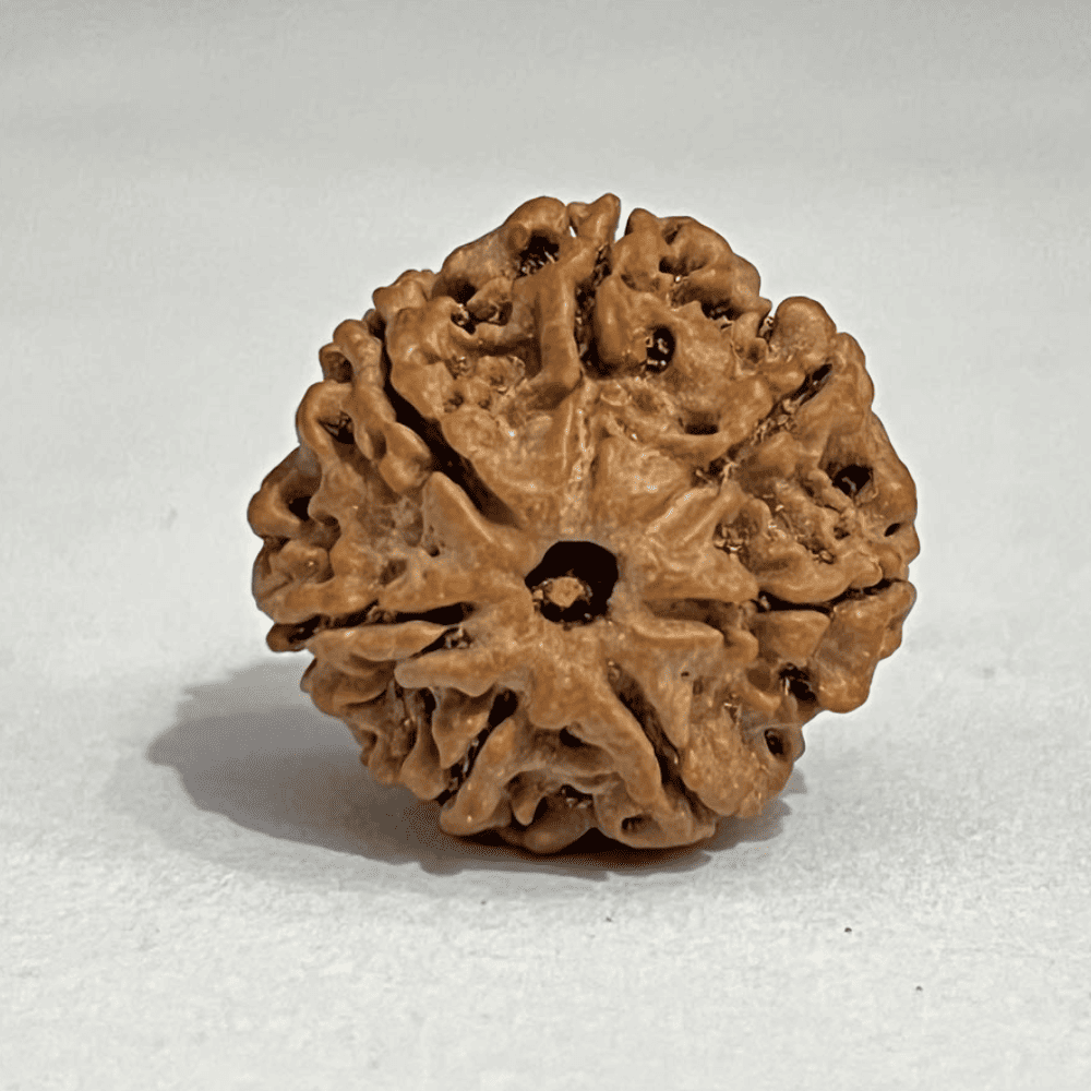 7 Mukhi Nepali Rudraksha-Full Seed (24.07mm/4.752gm)