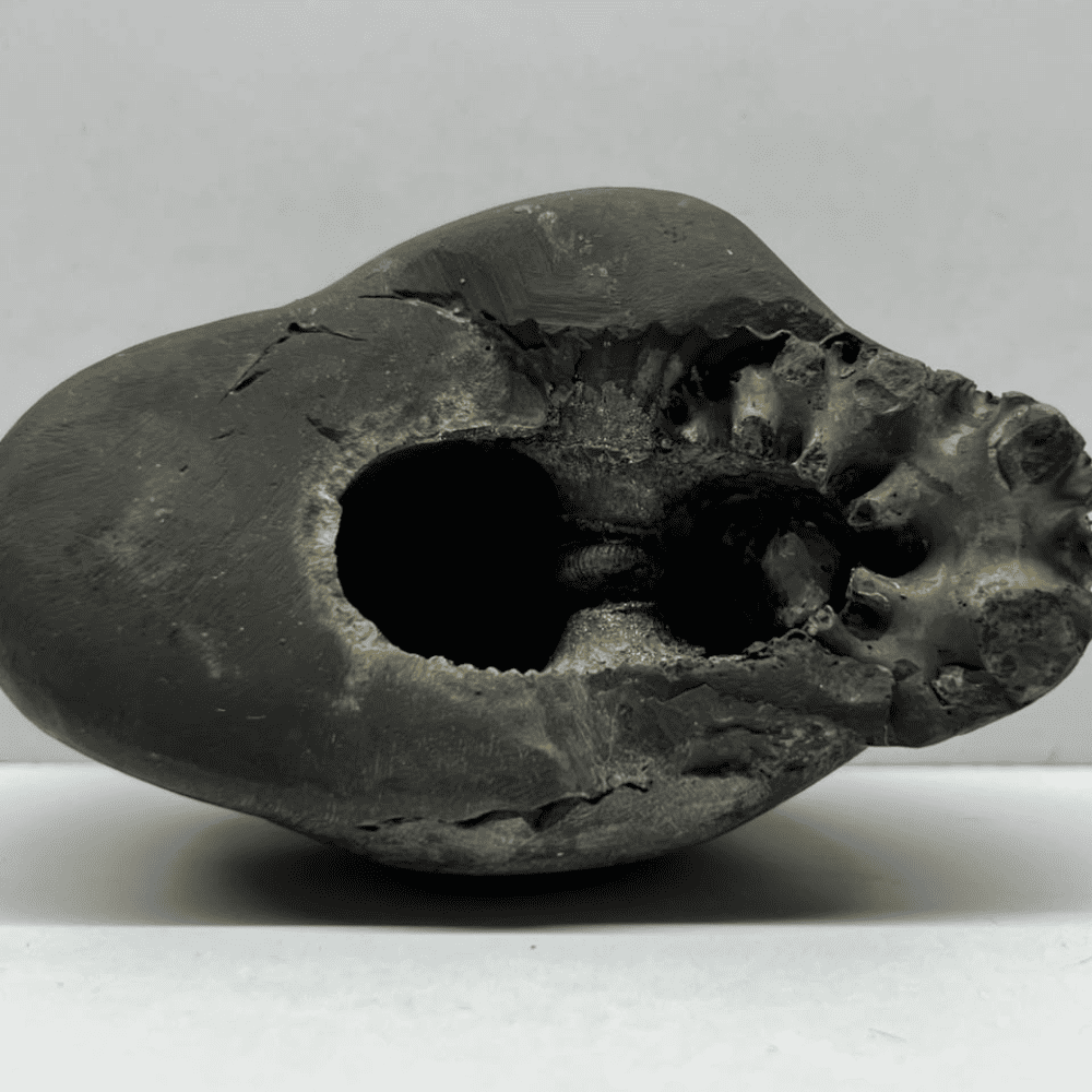 Golden Hayagreeva Shaligram LN107(5inch/540gm)