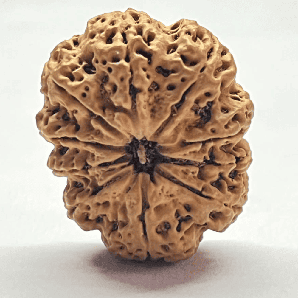 10 Mukhi Rudraksha- Full Seed (33.03mm/6.763gm)