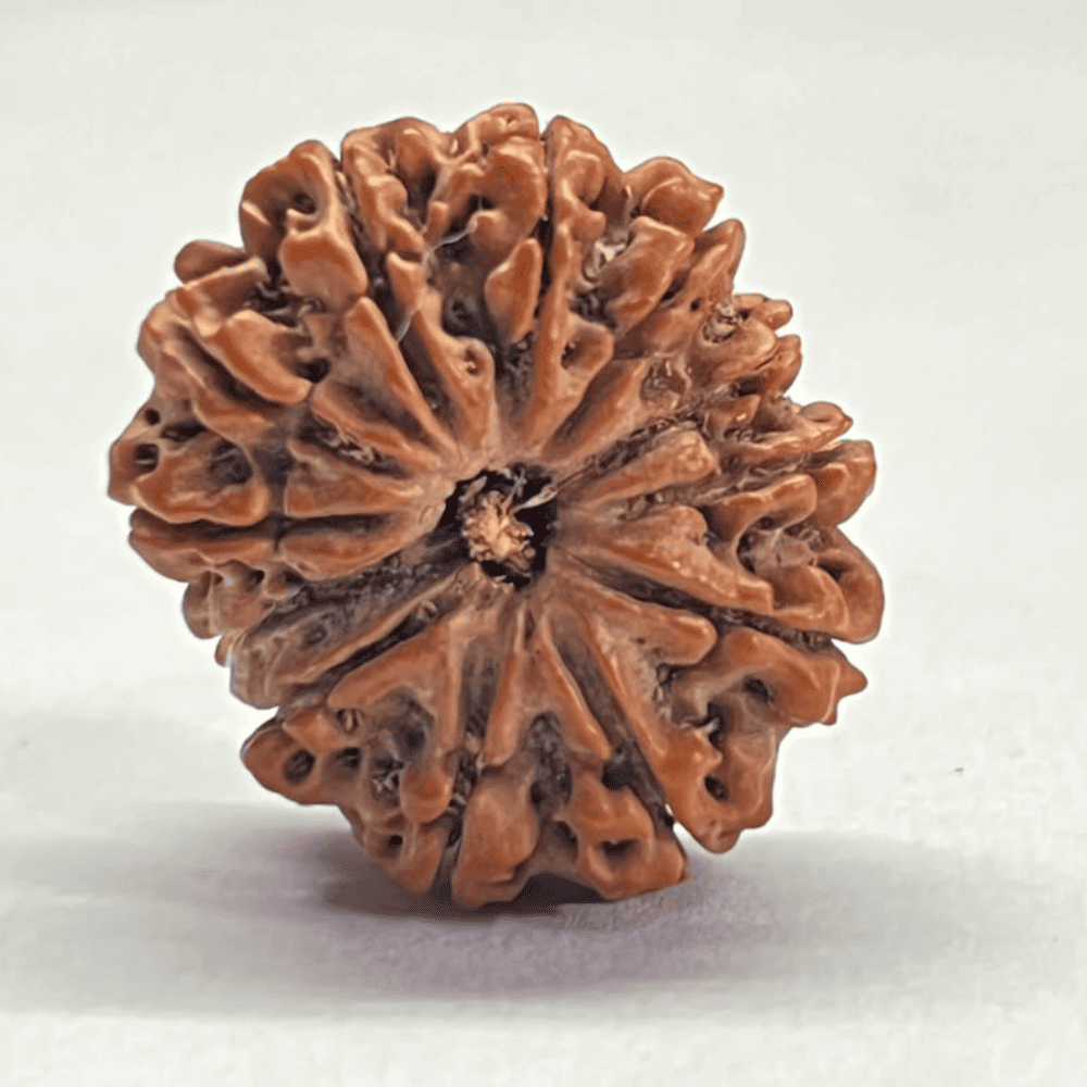 12 Mukhi Ganesh Rudraksha (26.02mm/3.621gm)