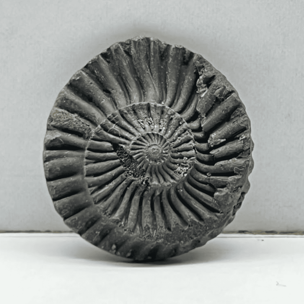 Sudarshan Shaligram DS21(1inch/7gm)