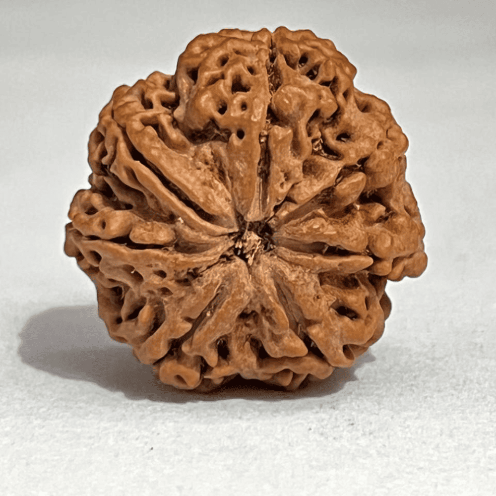 7 Mukhi Nepali Rudraksha-Full Seed (28.65mm/7.031gm)
