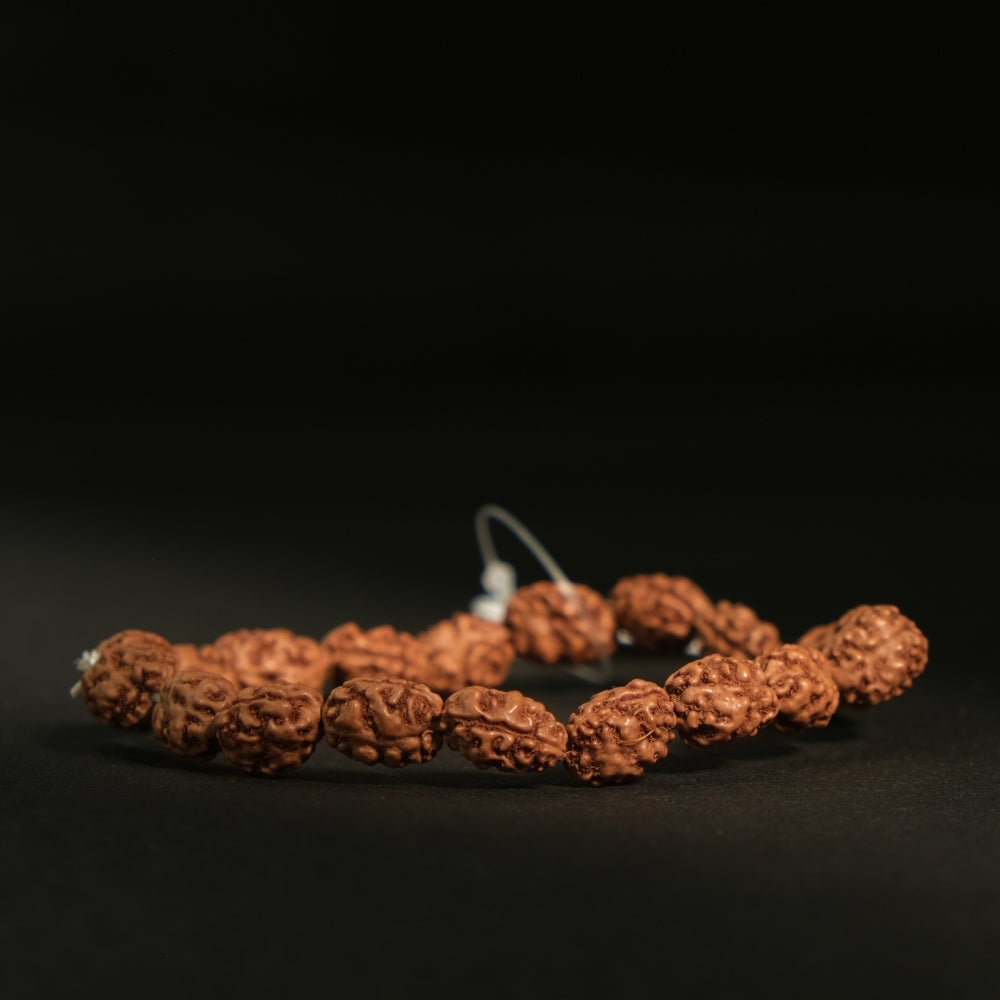 2 Mukhi Rudraksha Bracelet - Mala/ Bracelets