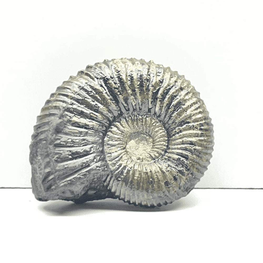 Double Sudarshan Shaligram (1.4inch/20gm) DS-12