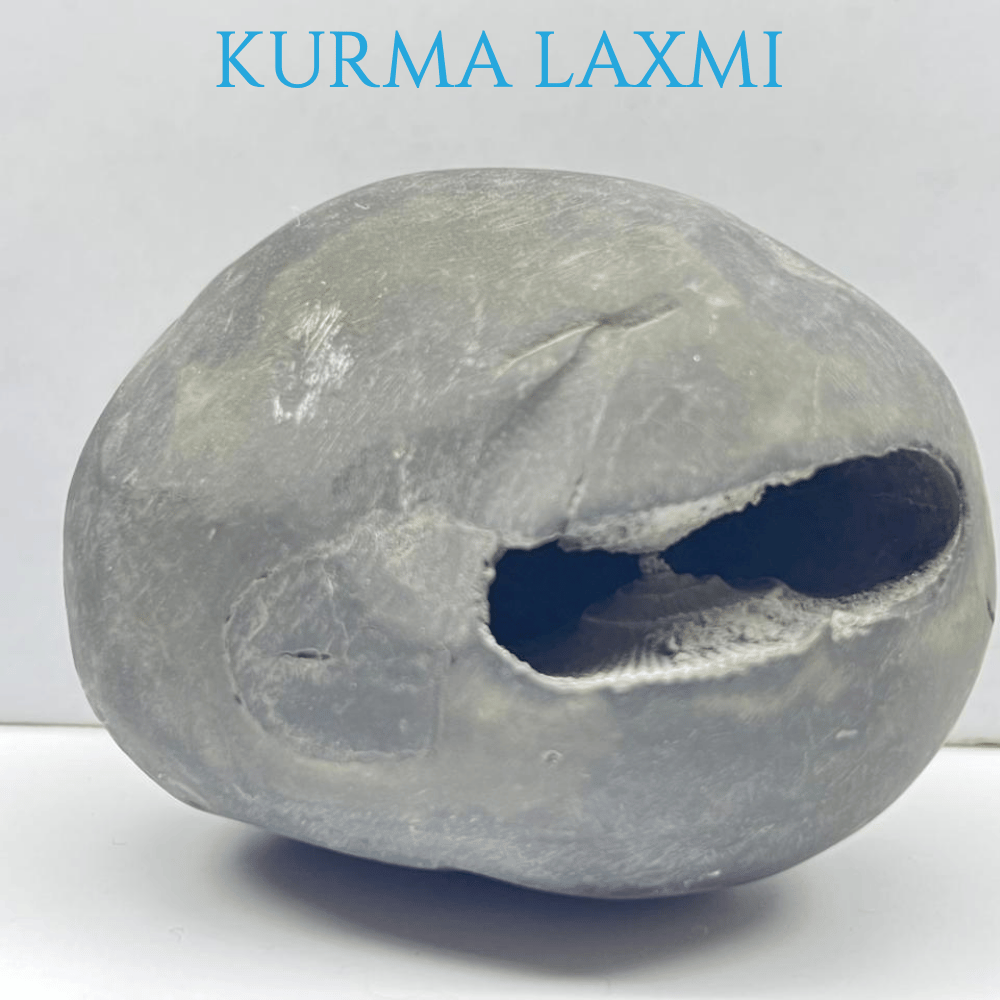Kurma Laxmi Shaligram
