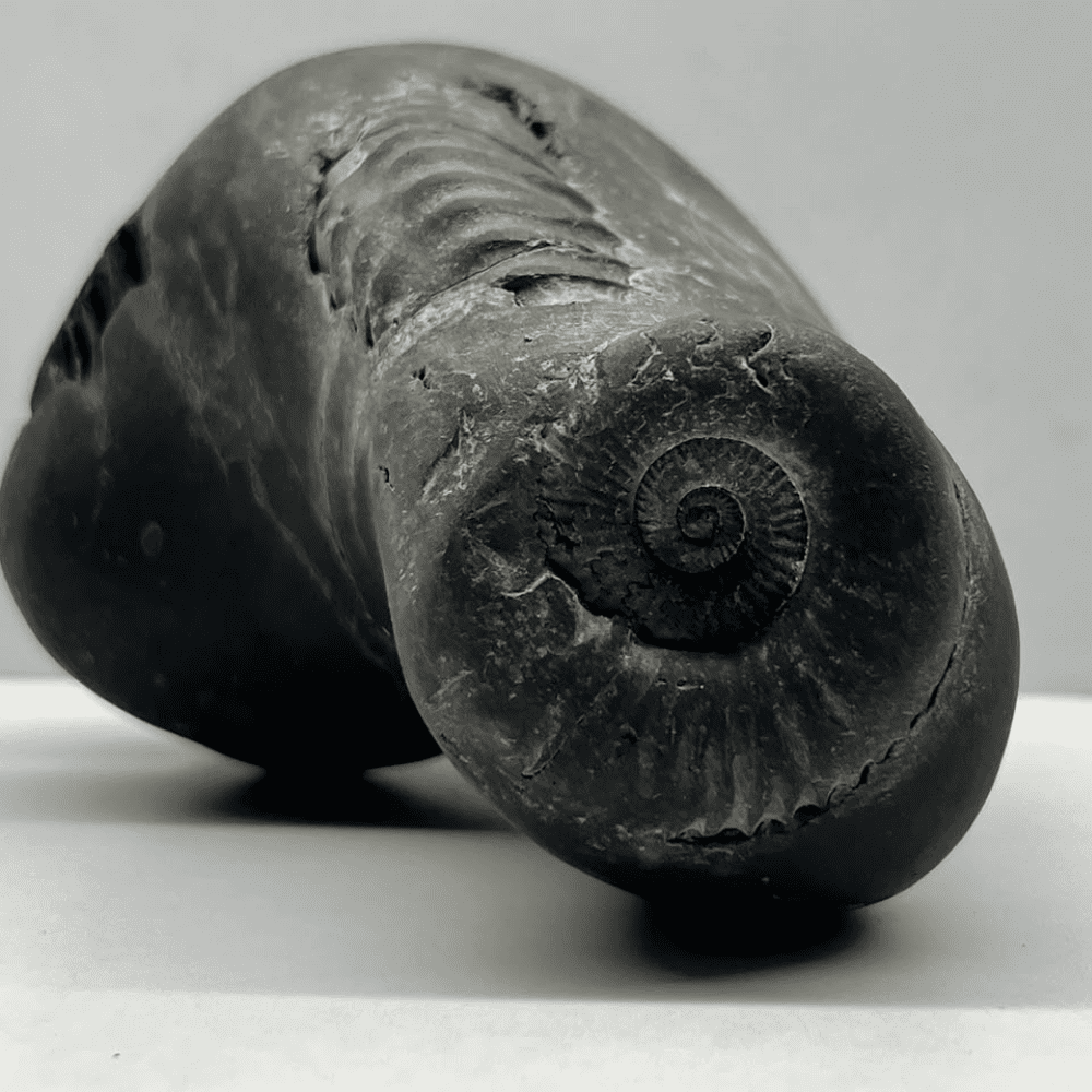 Panchmukhi Mahavishnu Shaligram 5Chakras M18(4inch/430gm)