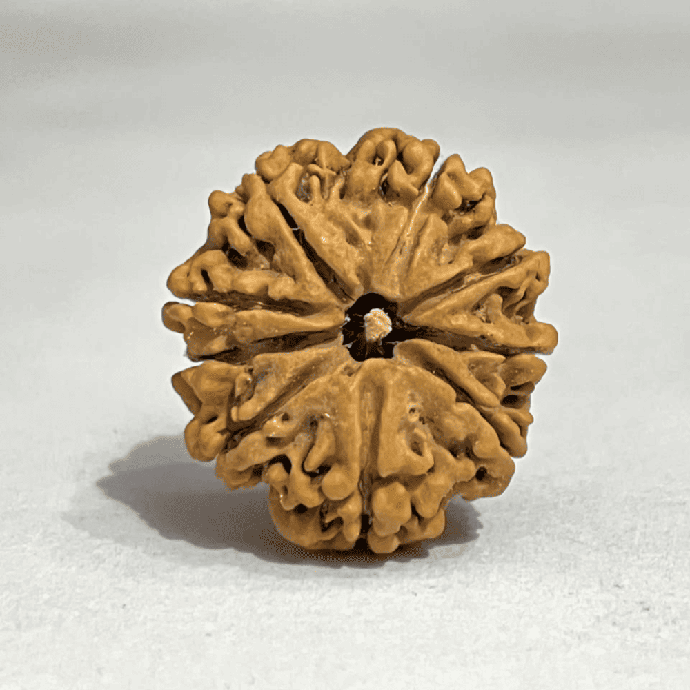 9 Mukhi Rudraksha (27.26mm/4.735gm)