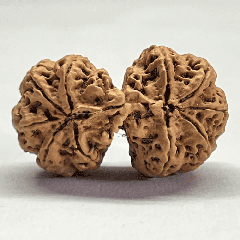 10 Mukhi Gauri Shankar Rudraksha (39.21mm/7.777gm)