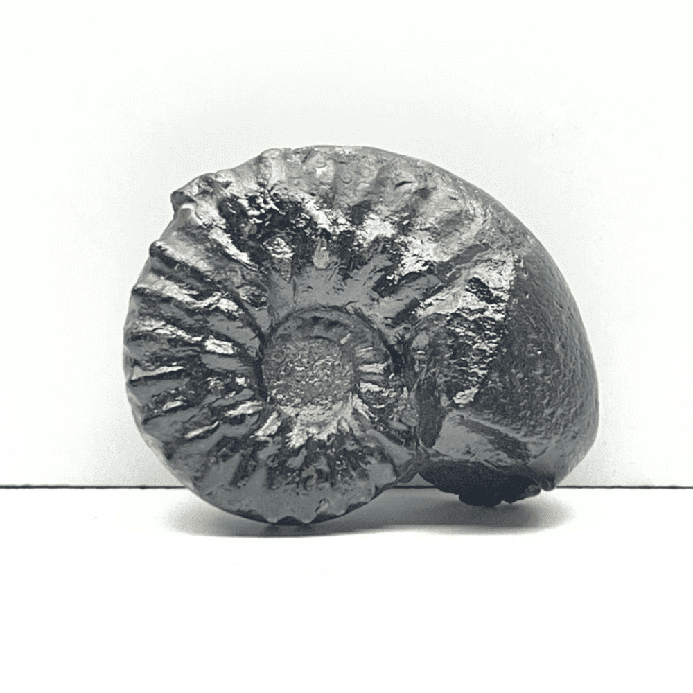 Double Sudarshan Shaligram (1.5inch/20gm) DS-04
