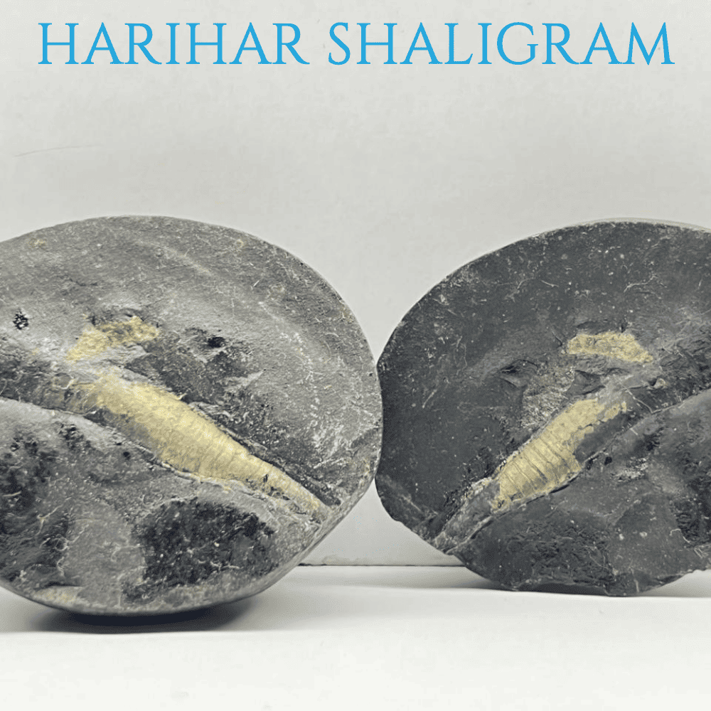 Harihar Shaligram HH-01
