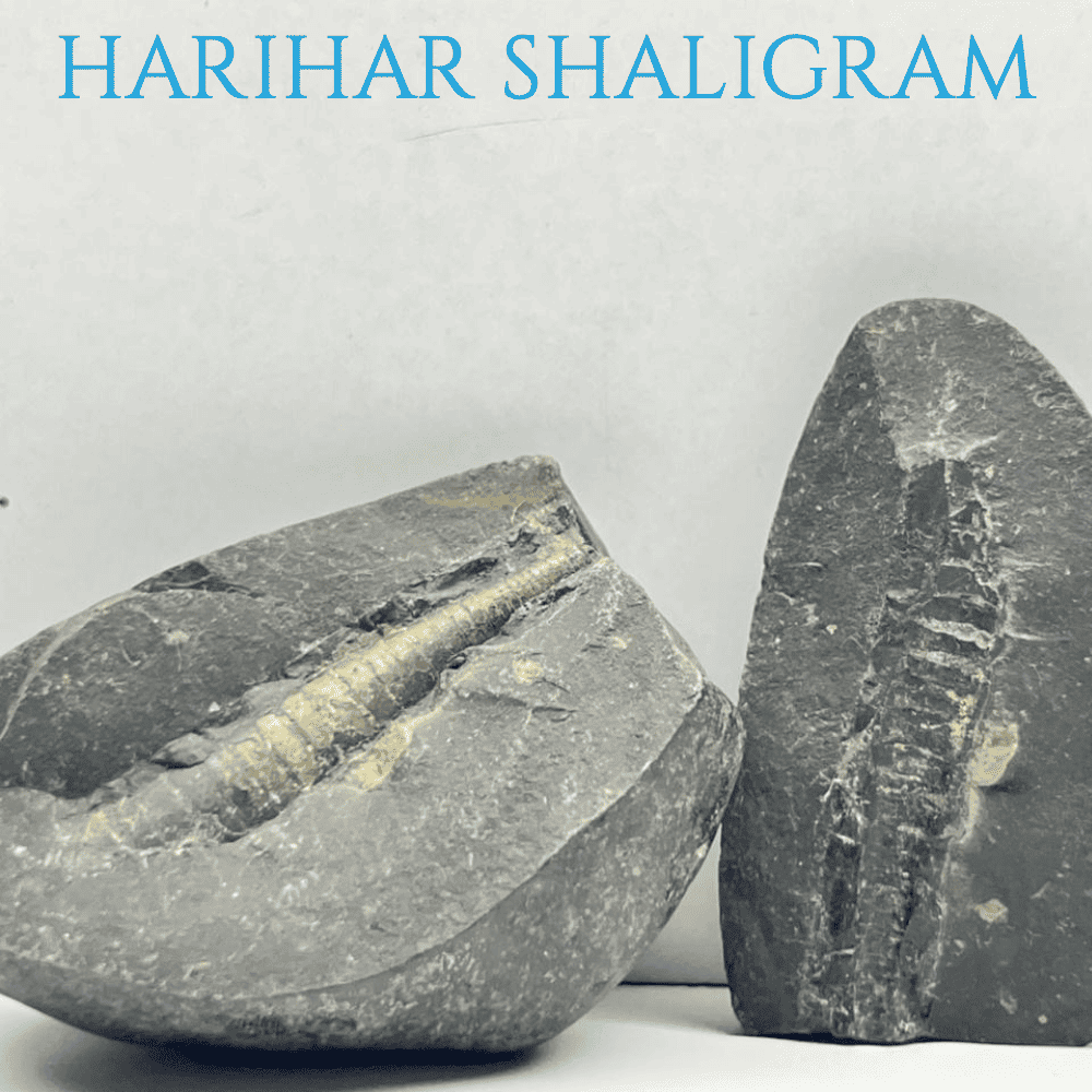 Harihar Shaligram HH-02