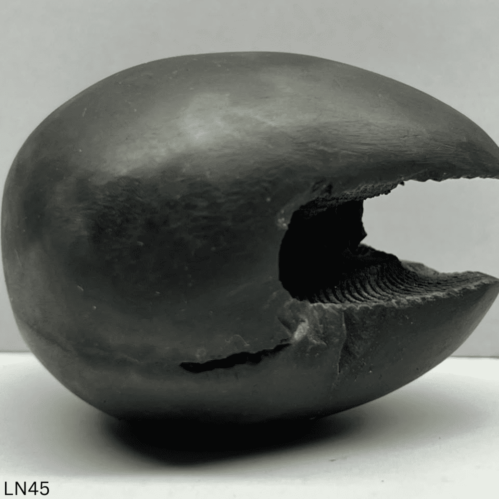 Laxmi Varaha Shaligram LN45 (2.5inch/120gm)