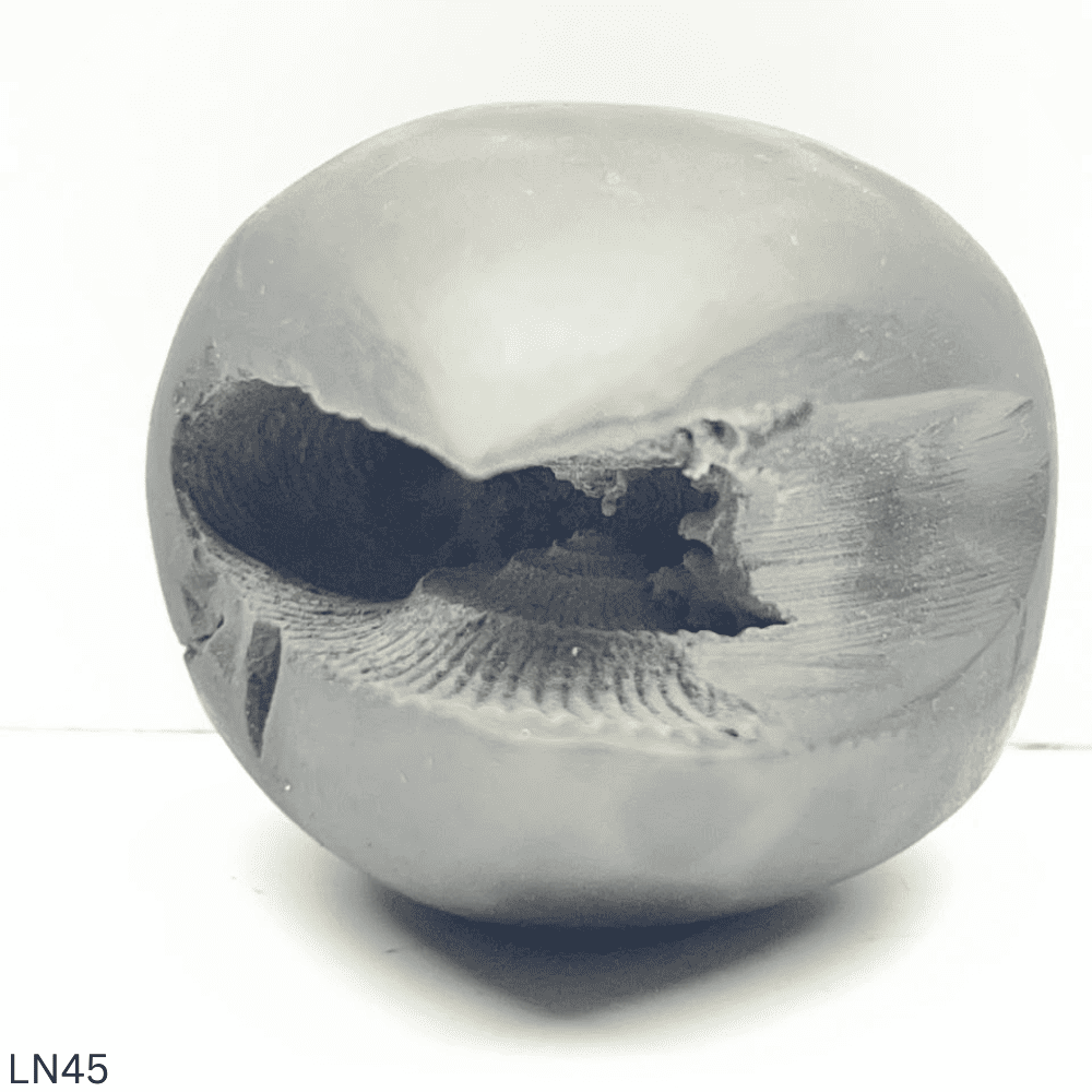 Laxmi Varaha Shaligram LN45 (2.5inch/120gm)