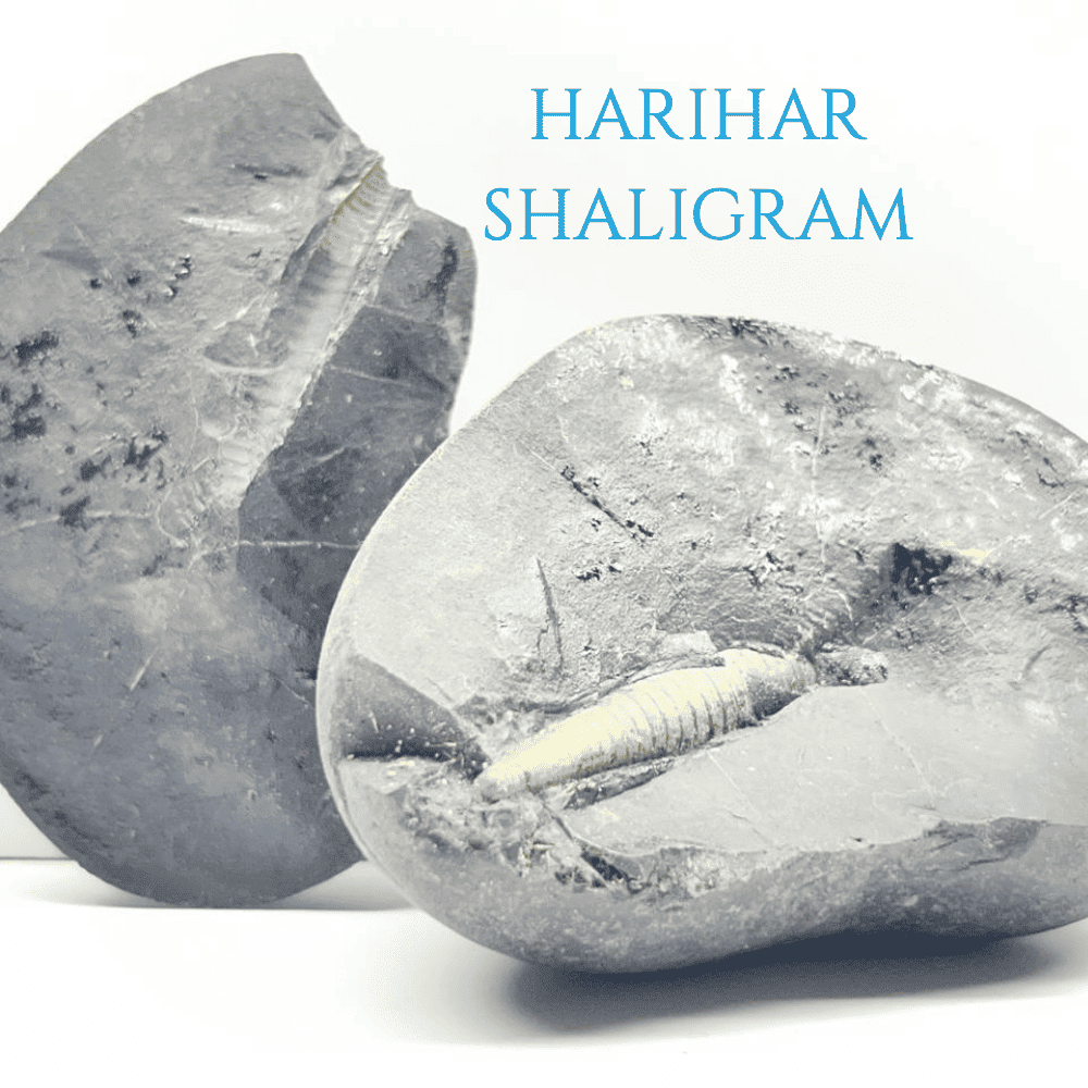 Harihar Shaligram HH-04
