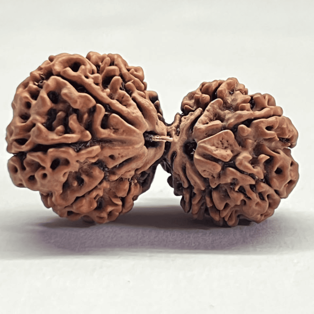 13 Mukhi Gauri Shankar Rudraksha (40.85mm/7.978gm)