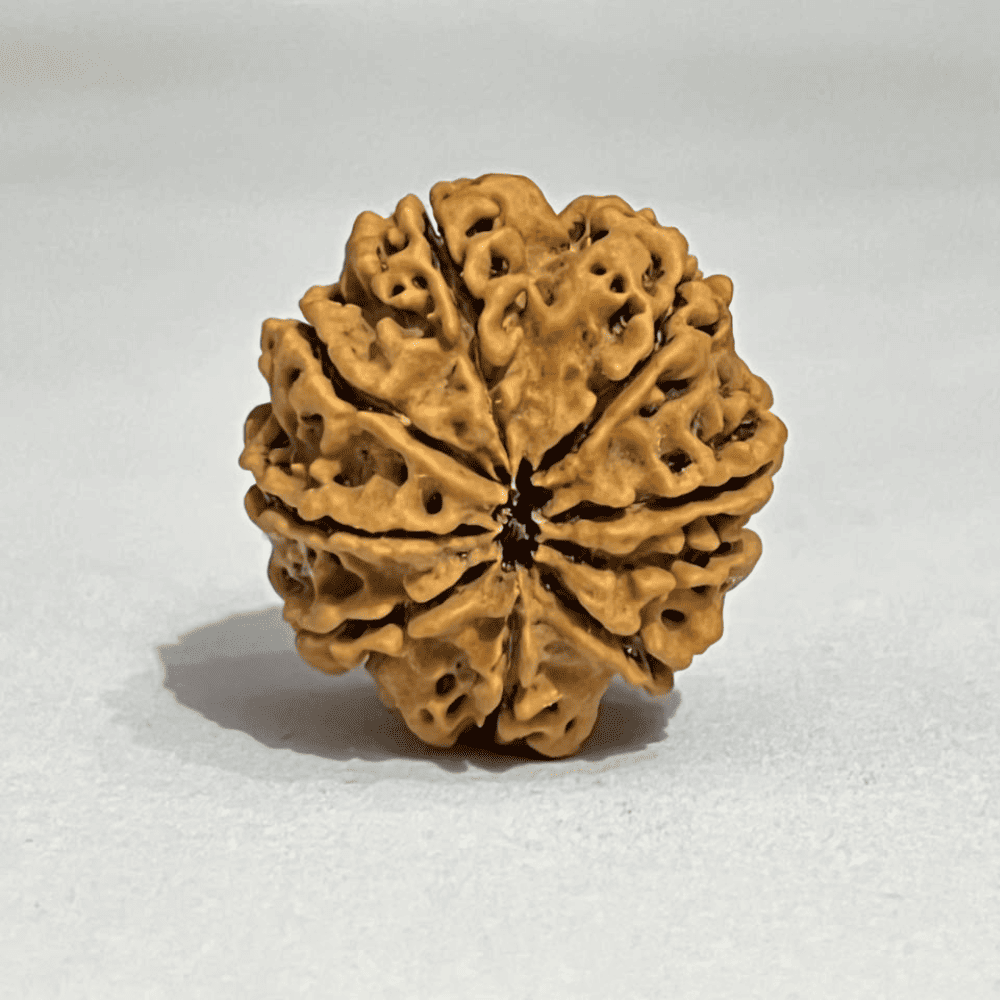 9 Mukhi Rudraksha (27.26mm/4.735gm)