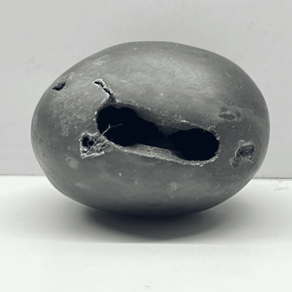 Laxmi Narsimha Shaligram LN101(2inch/160gm)