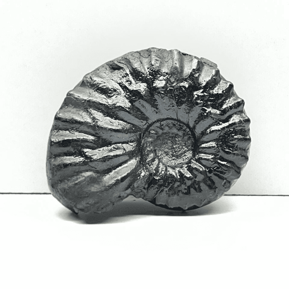 Double Sudarshan Shaligram (1.5inch/20gm) DS-04