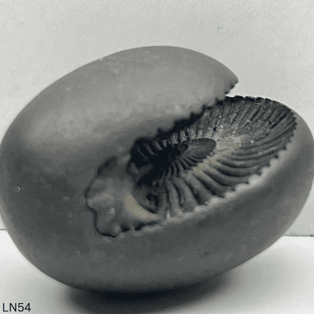 Laxmi Varaha Shaligram LN54 (1inch/16gm)