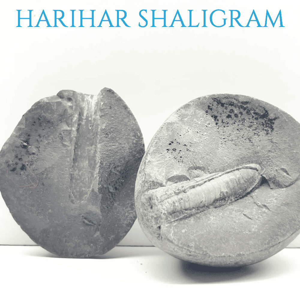 Harihar Shaligram HH-06
