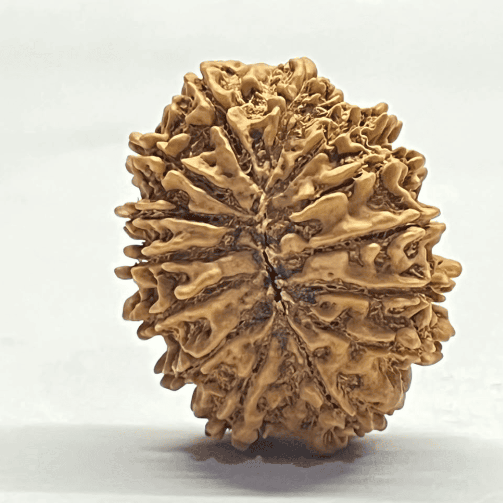 14 Mukhi Rudraksha (31.14mm/5.328gm)