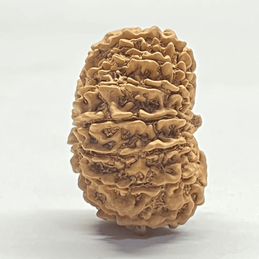 14 Mukhi Rudraksha (31.14mm/5.328gm)