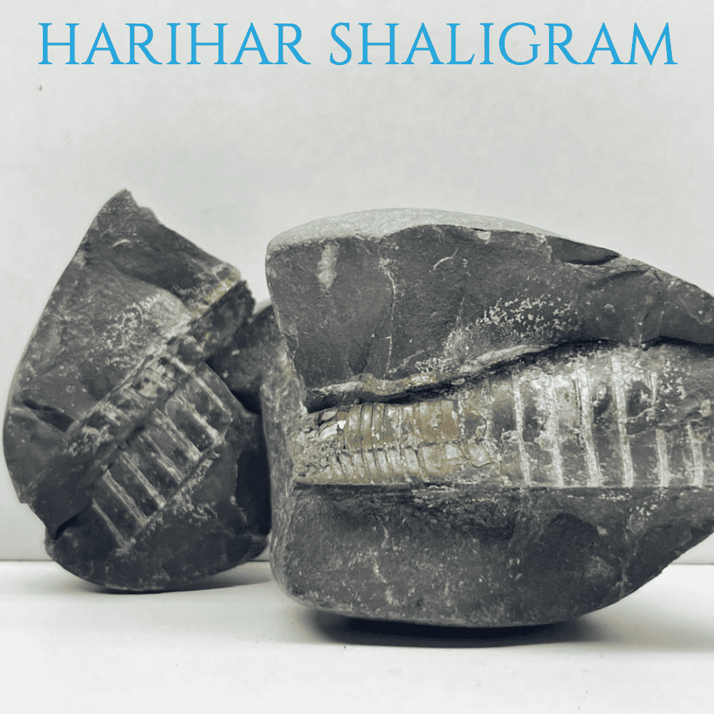 Harihar Shaligram HH-07