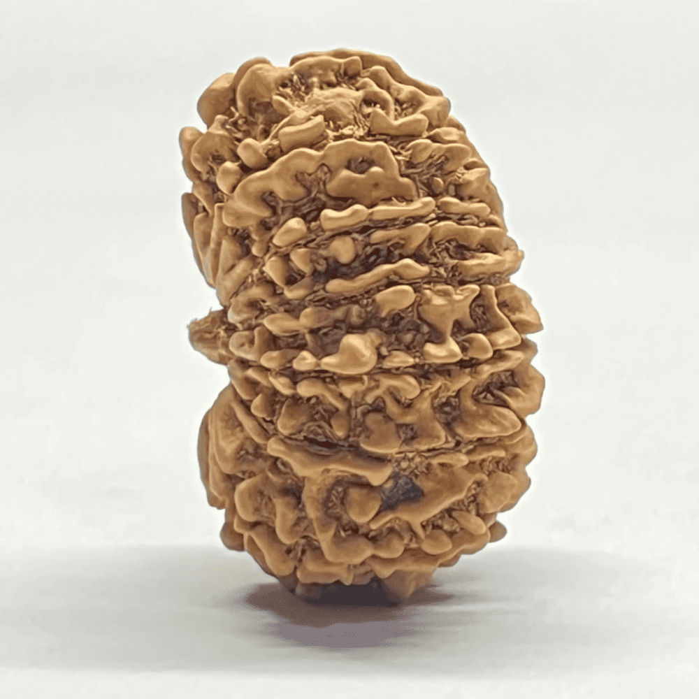 14 Mukhi Rudraksha (31.14mm/5.328gm)