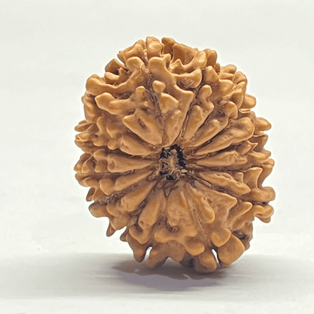 14 Mukhi Rudraksha (30.28mm/5.170gm)