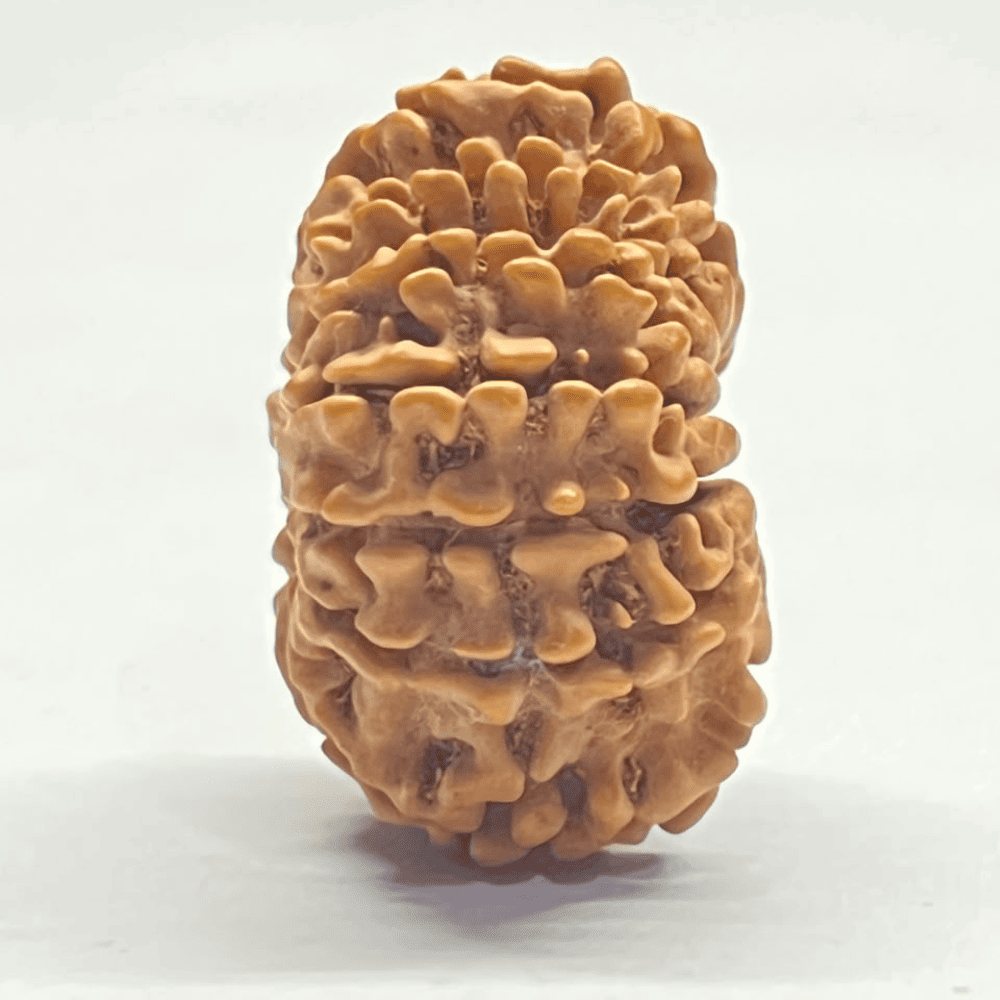 14 Mukhi Rudraksha (30.28mm/5.170gm)