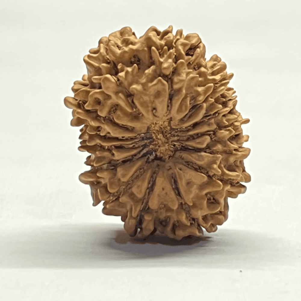 14 Mukhi Rudraksha (30.60mm/4.757gm)