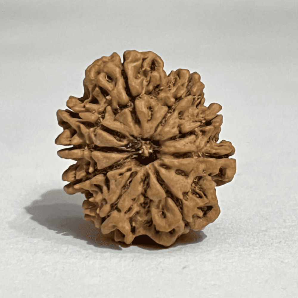 9 Mukhi Rudraksha (27.62mm/4.832gm)