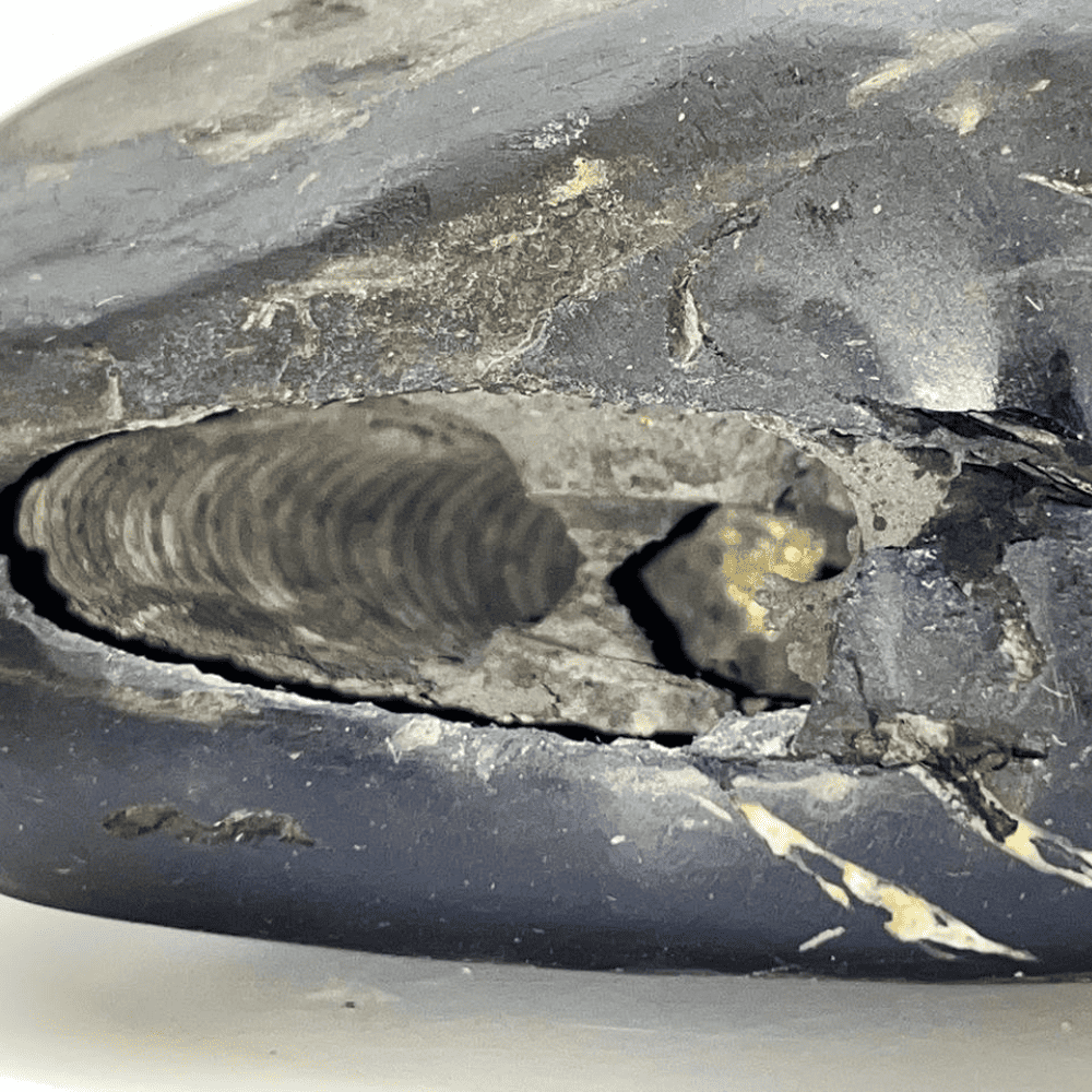 Garbha Janardana Shaligram 4Chakra M07(5inch/900gm)