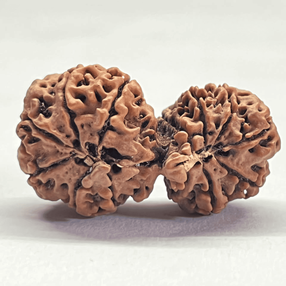 13 Mukhi Gauri Shankar Rudraksha (40.85mm/7.978gm)