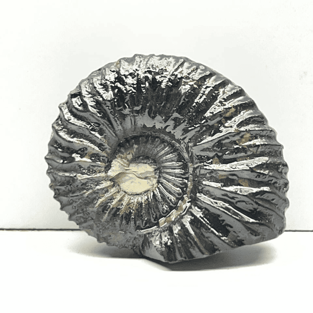 Double Sudarshan Shaligram (1.4inch/20gm) DS-11