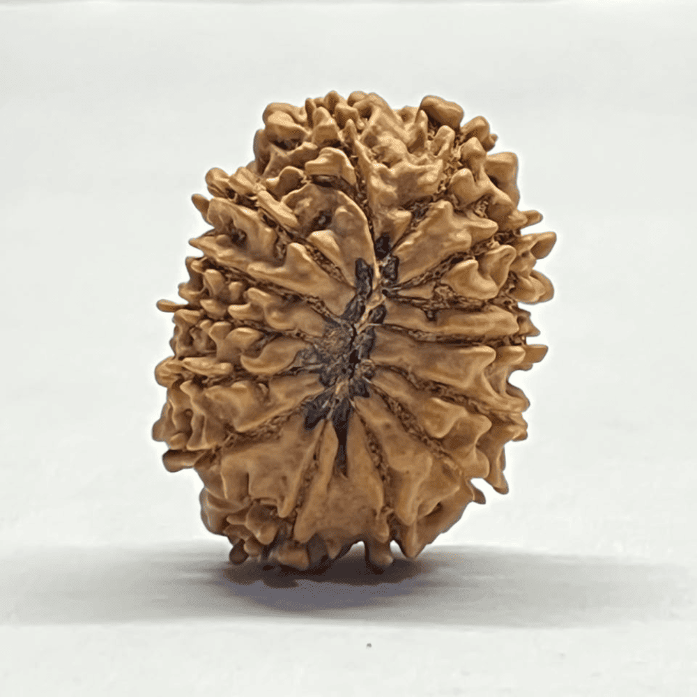 14 Mukhi Rudraksha (30.60mm/4.757gm)