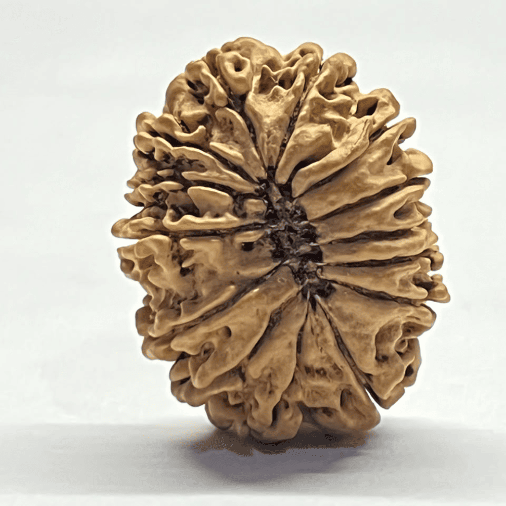 14 Mukhi Rudraksha (29.52mm/4.071gm)