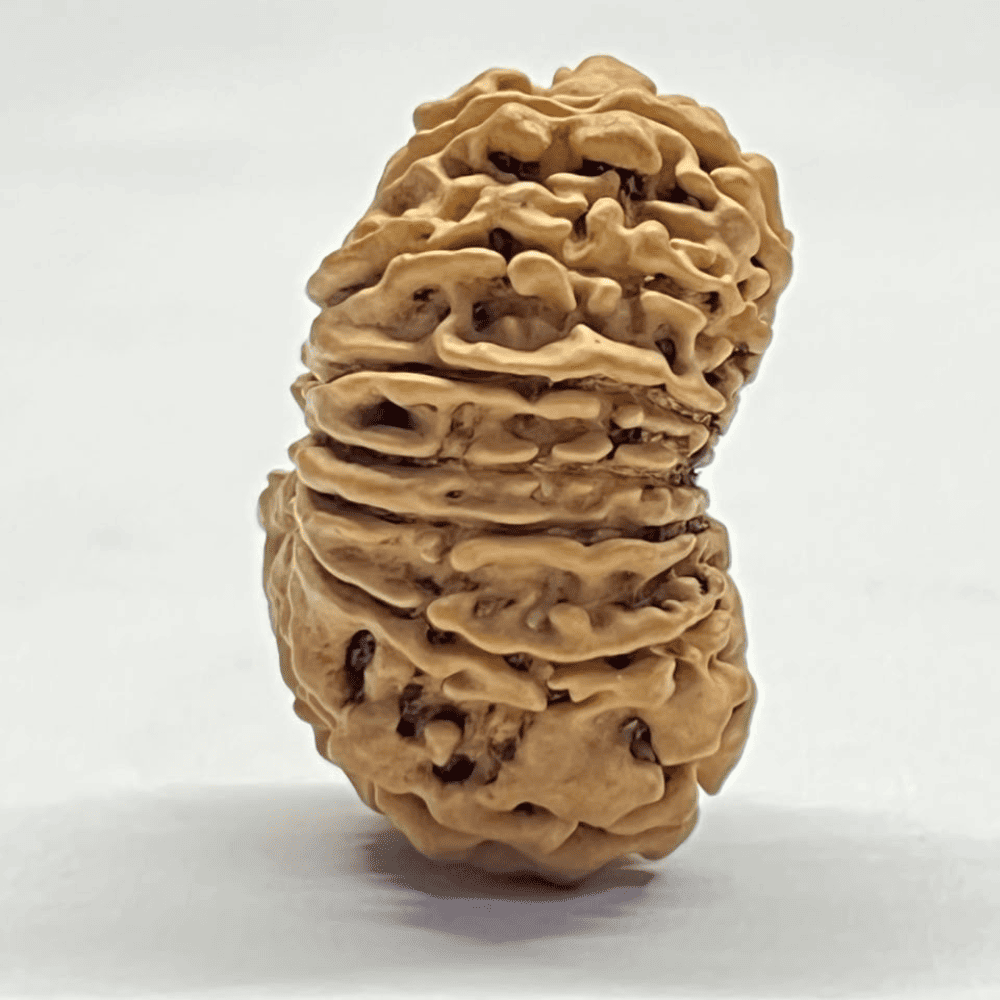 14 Mukhi Rudraksha (29.52mm/4.071gm)