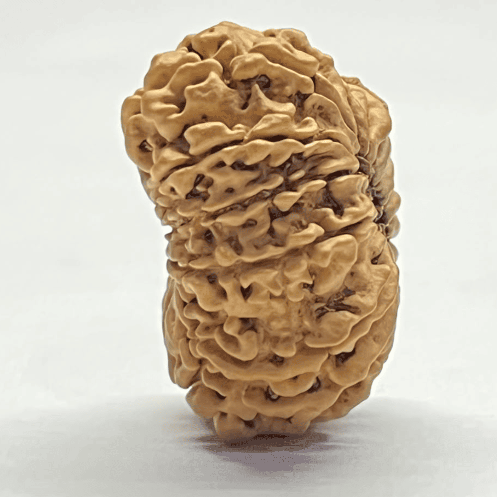 14 Mukhi Rudraksha (29.52mm/4.071gm)