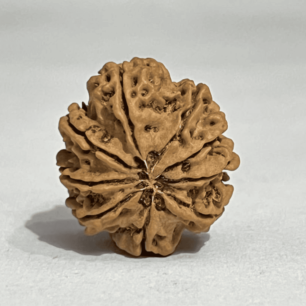 9 Mukhi Rudraksha (27.62mm/4.832gm)
