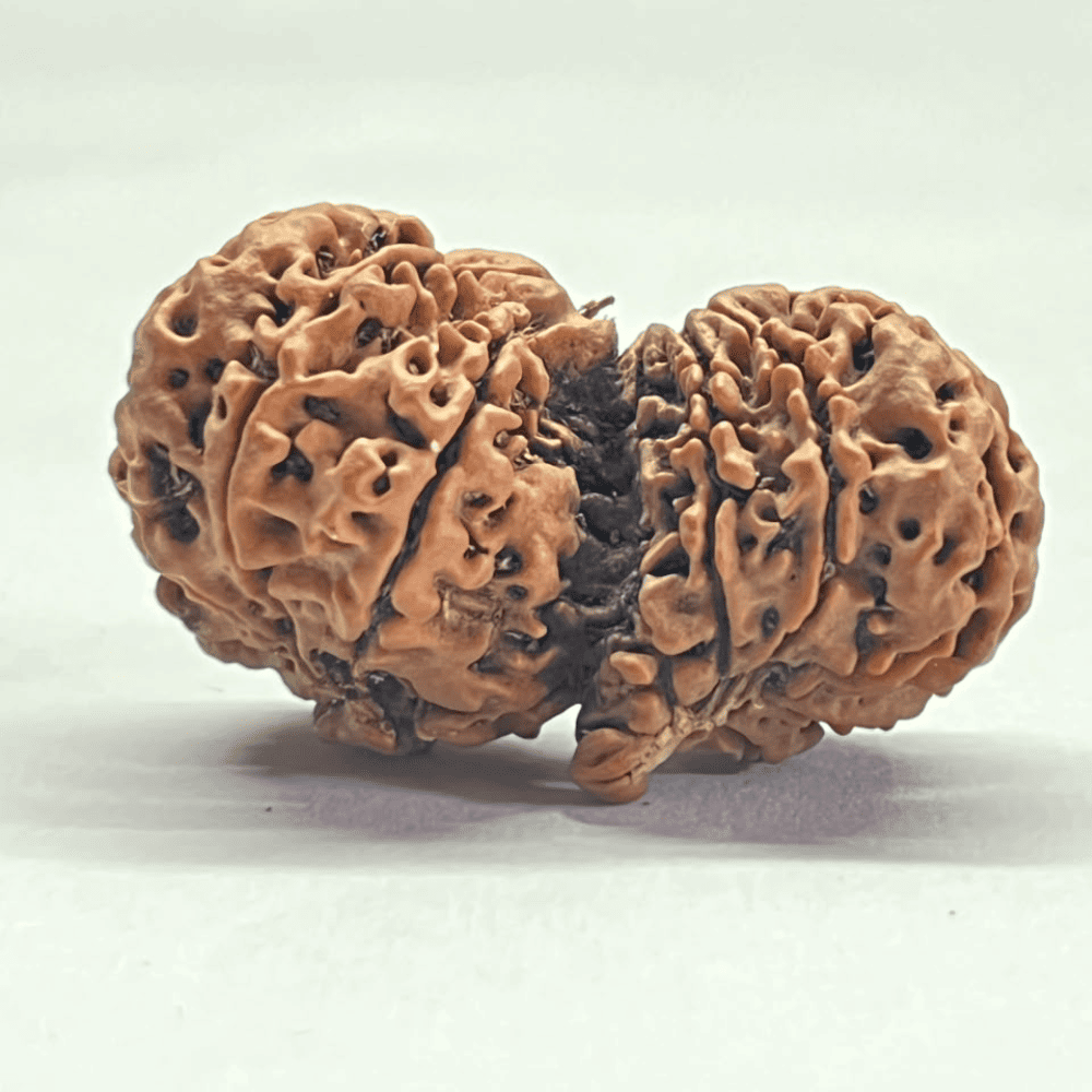 13 Mukhi Gauri Shankar Rudraksha (40.85mm/7.978gm)