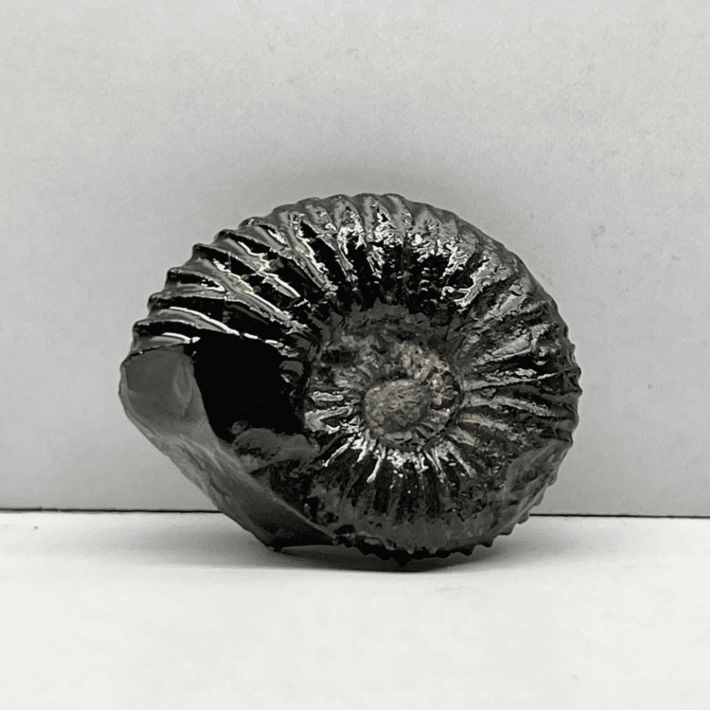 Double Sudarshan Shaligram (1.4inch/20gm) DS-11
